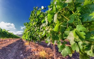 Israeli wine