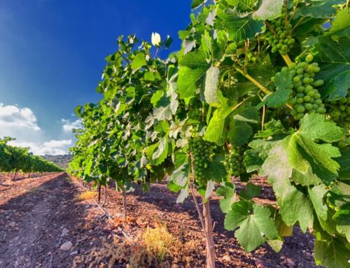 Israeli Wine