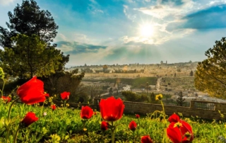 Jerusalem Flowers