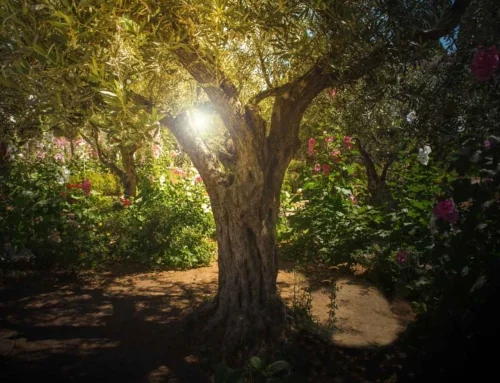 Tu Bishvat: The Trees of Israel